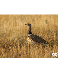 گونه زنگوله‌ بال Little Bustard